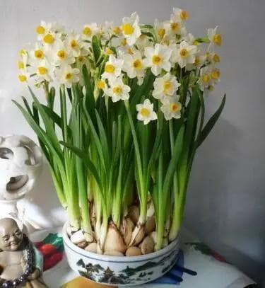 适合冬季养的小香花，过年前养一盆，满室飘香，祥瑞又吉祥！