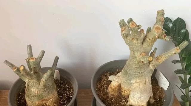 玫瑰修剪之道（图解方法）