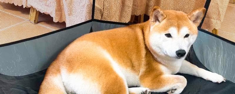 生肖狗和虎相配吗？属狗和属虎的相配分析