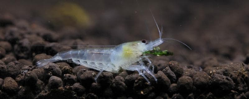 观赏虾养殖完全指南：从喂食到繁殖