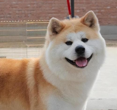 柴犬幼犬黑毛狗适合新手养吗？购买成本是多少？