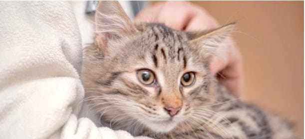 猫咪之间打架的多种原因及解决方法
