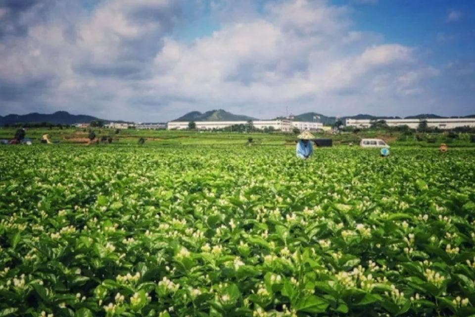 中国最香的地方在哪里？满城茉莉，飘香世界，知道的人不到1%！