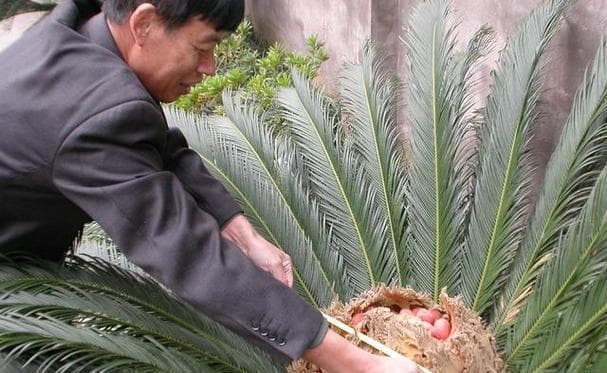 铁树的家门口种植与养护（打造美丽家园，从铁树开始）