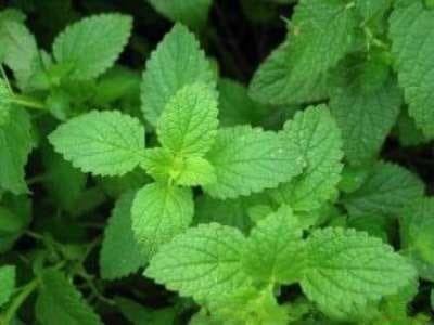 食用薄荷的几种方法以及一些养生禁忌