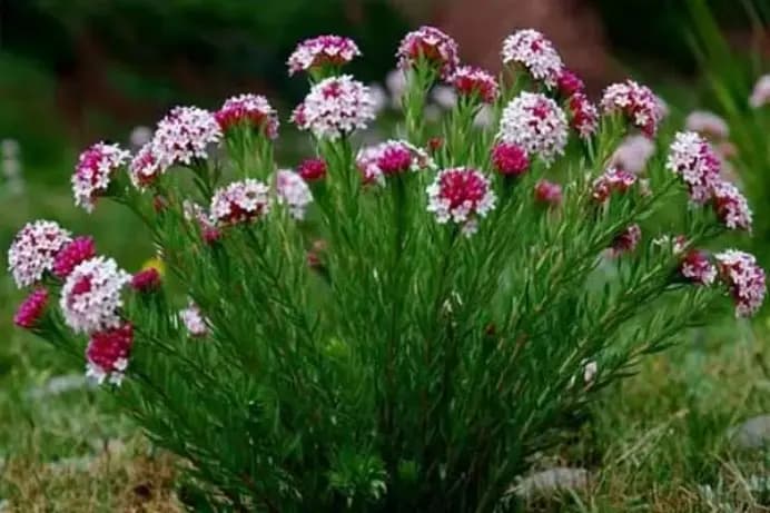 狼毒花：一种重要的有毒植物