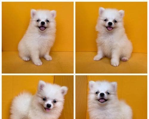 博美犬价格分析及购买经验（探讨博美犬价格走势与市场需求，分享购买经验与注意事项）