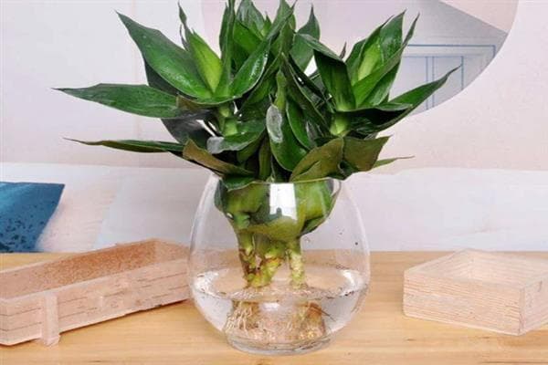 富贵竹如何水养，生根前每隔3-4天换水一次