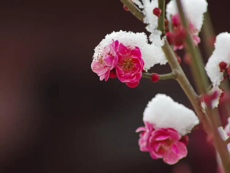 杨万里4首咏雪与梅的七律：情感表达与文字技巧结合，惊艳至极