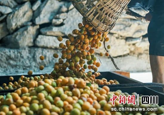 绵阳平武：万亩果梅喜迎丰收 村民迈向“梅”好生活