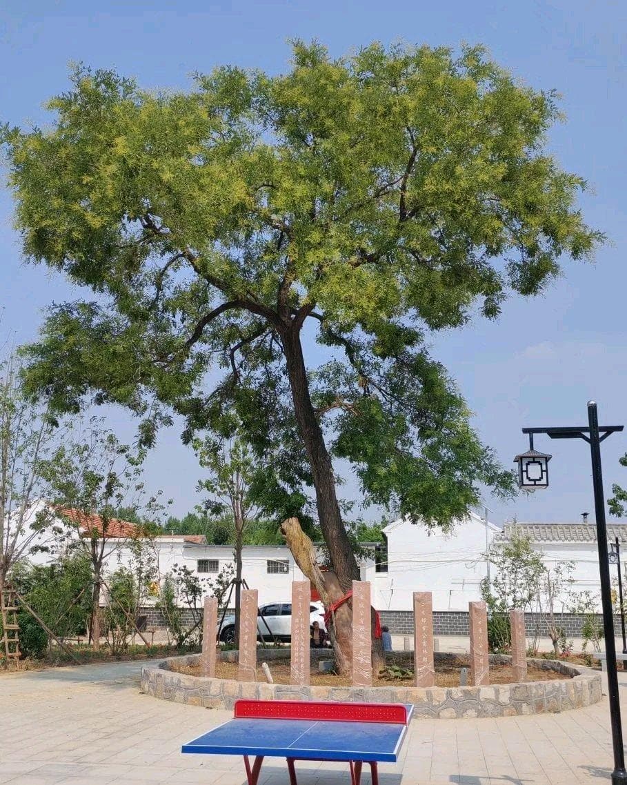 12处古树保护园，济南市民周边乡村游好去处