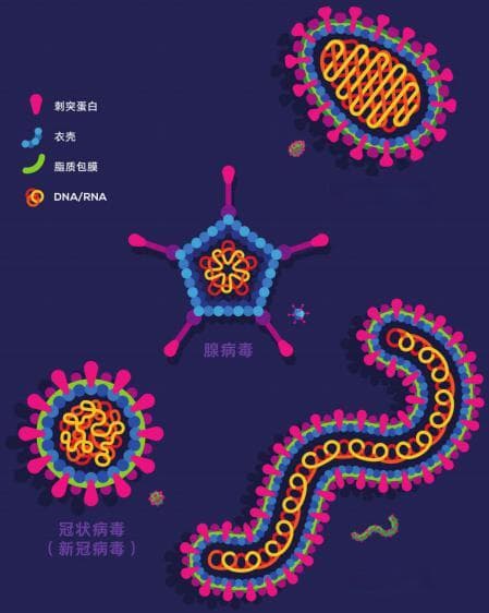 优雅的守护者：病毒是什么？