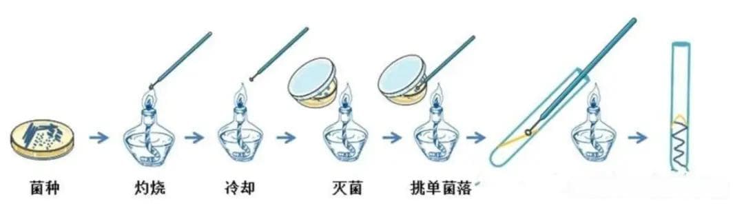 科研干货：菌种复苏与传代指南