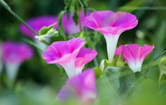 牵牛花怎么浇水最好呢？