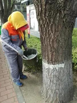 路边的树为什么涂白色的东西（树干涂白剂的作用及涂白方法介绍）