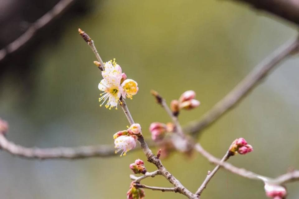 南京玄武湖春意盎然：樱桃花、早樱竞相绽放，百花开春游园会启幕