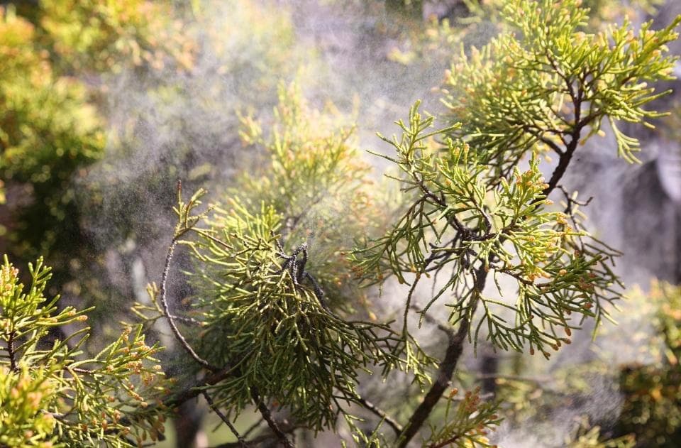 花粉过敏市民建议将花树集中至公园，北京园林局：已在治理致敏植物，减少花粉飘散