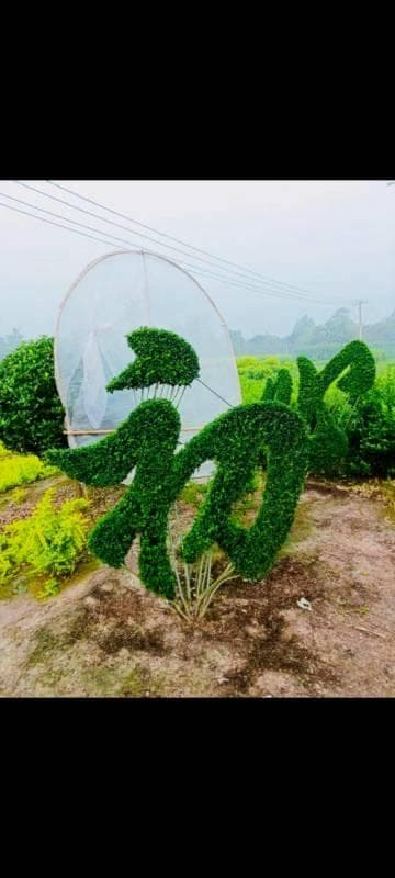 植物的字有哪些？植物字汇大揭秘：你认识多少植物相关的汉字？!