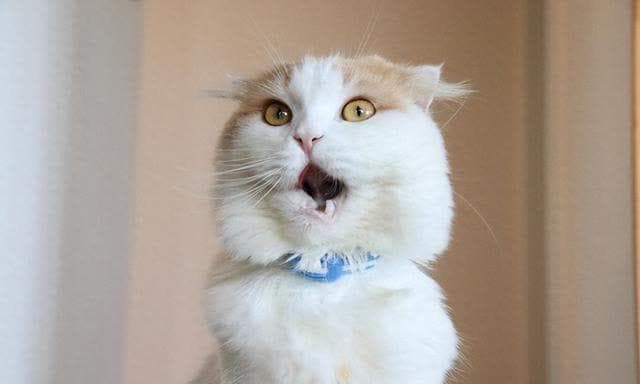 猫咪的恐慌时刻：掌握安全应对技巧