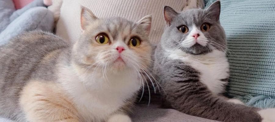 猫怀孕后的饮食指南（它们需要什么来保持健康？）