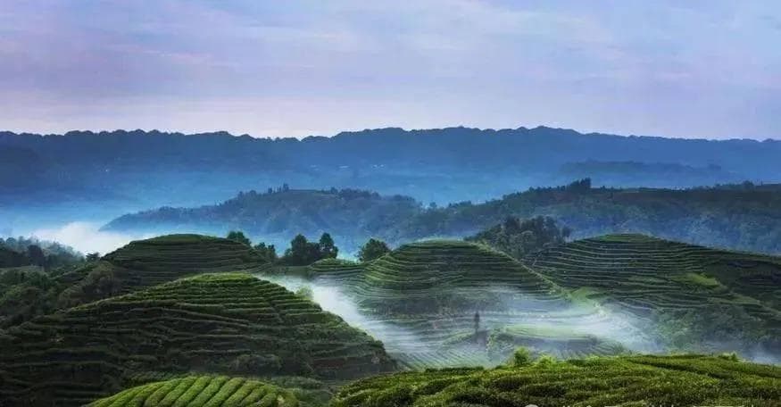 蒙顶甘露，茶中故旧，名茶先驱