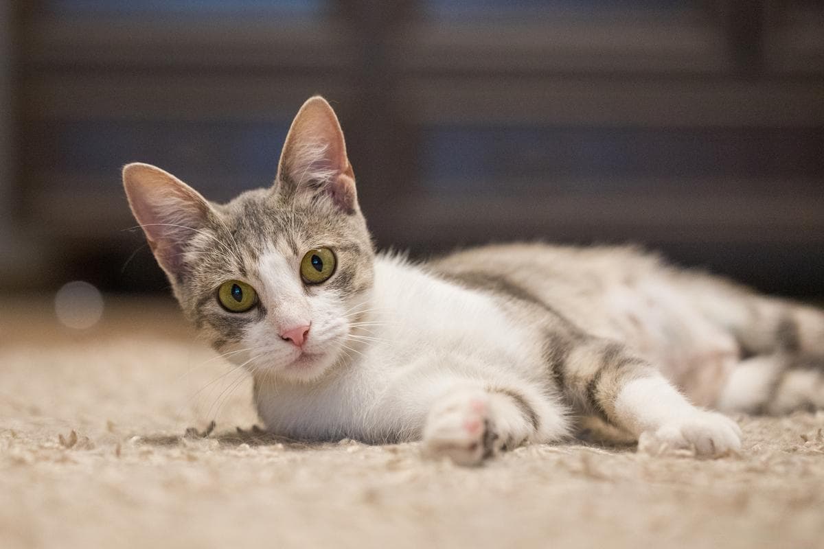 猫绝育后性格会改变吗