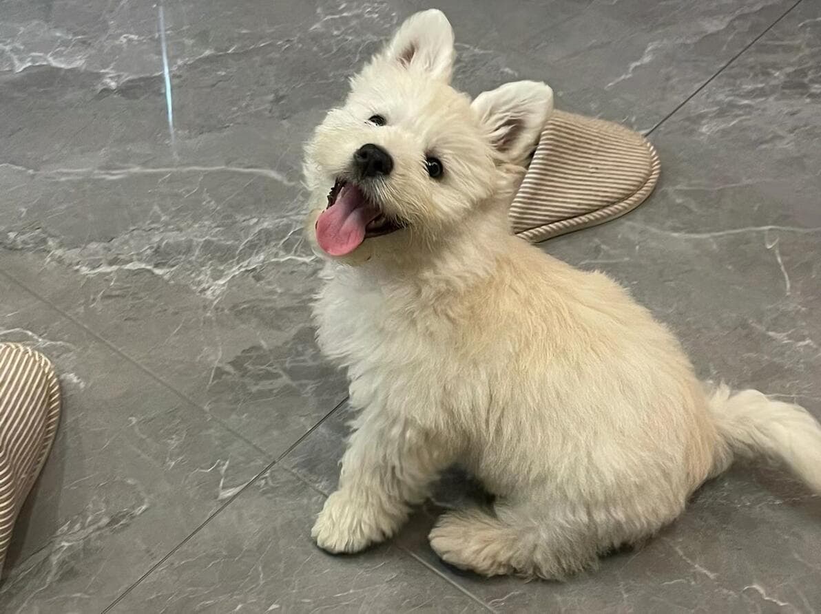 狗狗尿失禁！？是故意还是另有其因？