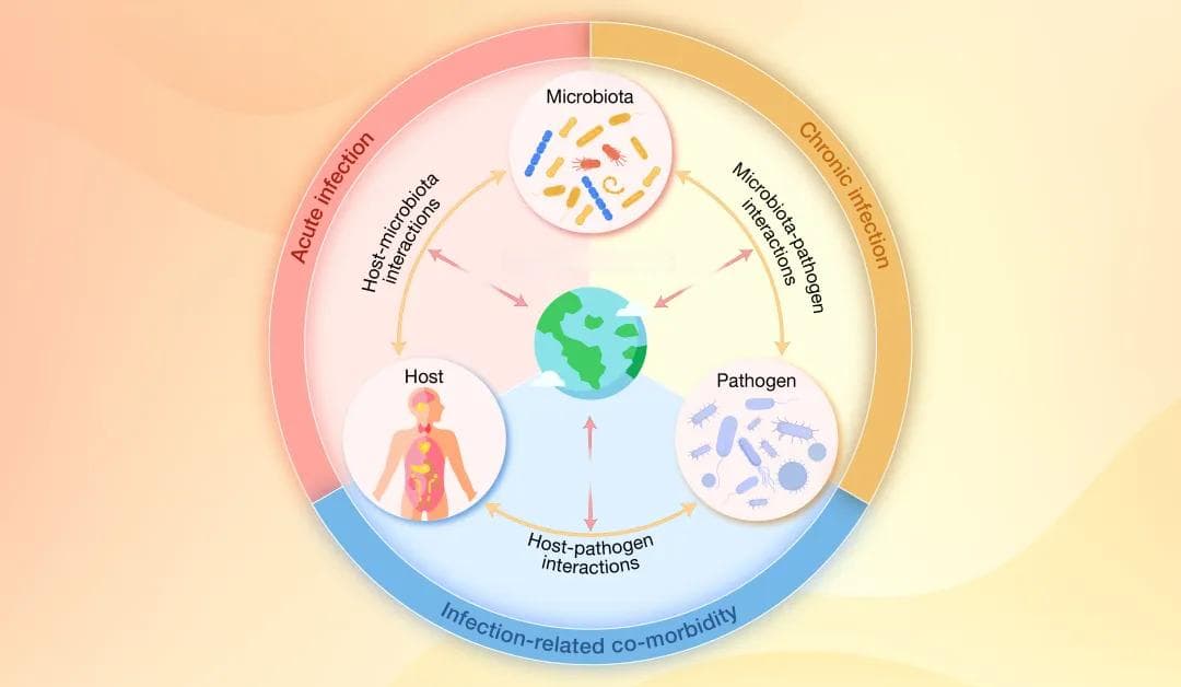 人体微生物群在感染性疾病中的调控功能与作用机制