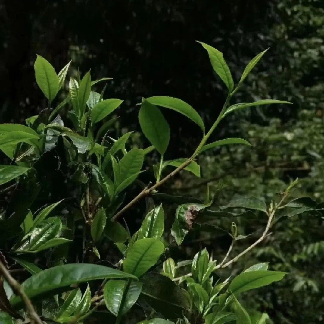 普洱茶溯源：从周朝贡品到世界名茶