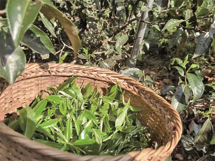 茶叶采摘加工方法全解析
