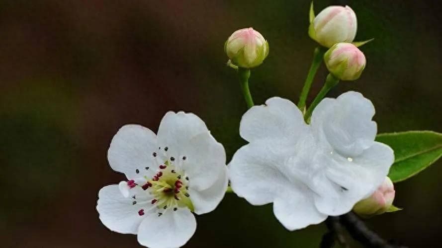 六首梨花诗词，写尽梨花开、梨花落的浪漫与诗意，占尽天下春