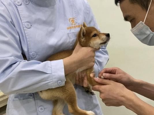 柴犬的健康喂养指南（预防柴犬疾病，让你的宠物健康快乐）