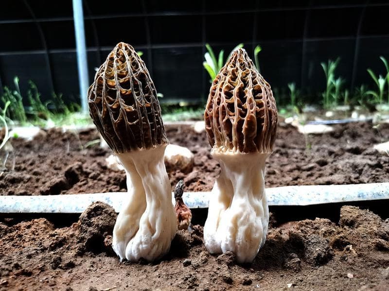 食用羊肚菌会中毒吗？