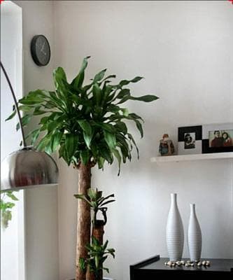 巴西木种植技巧：从盆土选择到病害防治的全方位指南