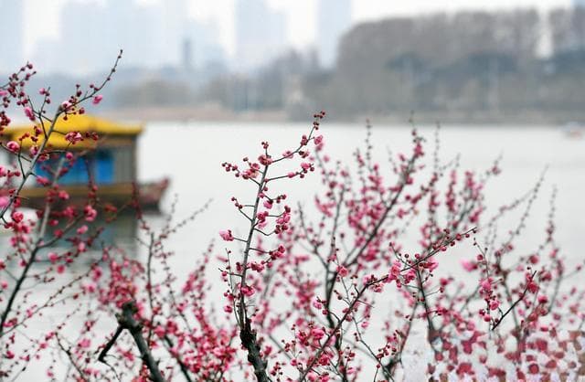 在花漾南京玩出“花”样，南京文旅春季产品发布