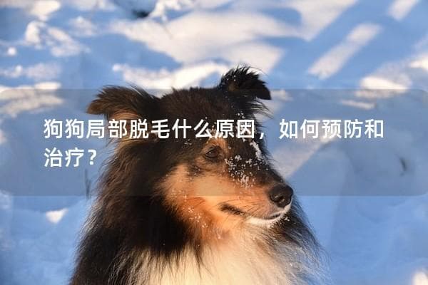 狗狗局部脱毛的原因及预防治疗全攻略