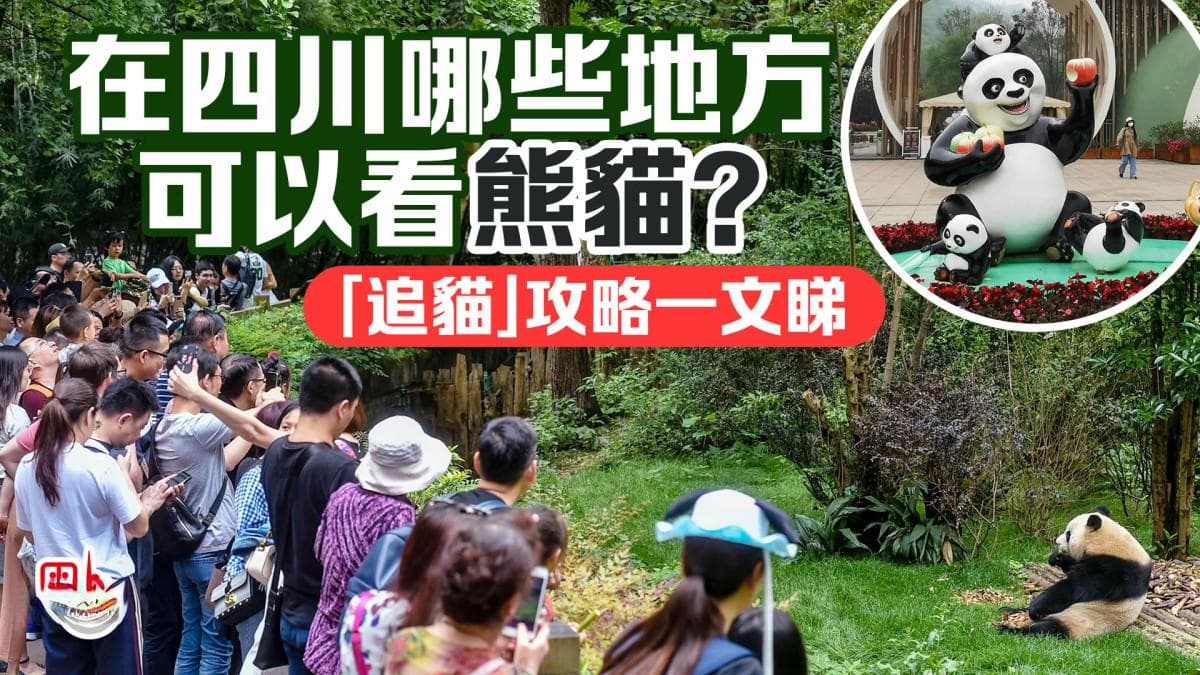 在四川哪些地方可以看大熊猫？“追猫”攻略一文看
