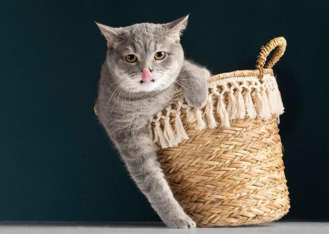猫咪玩具盘点：猫咪常见绳索类玩具竟有5大类