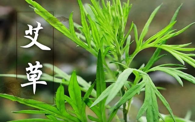 艾草和艾蒿的区别：从外观到养护全解析