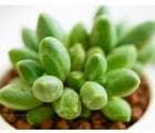 千代田之松：景天科厚叶草属小型多肉植物