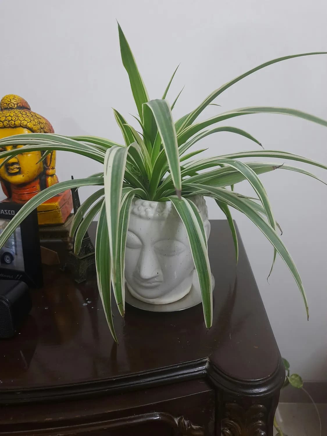 吊兰分株繁殖小窍门，你get了吗？