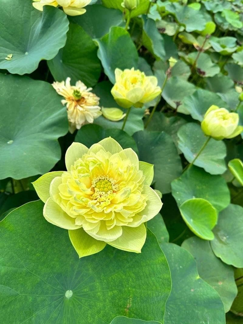 植物摄影技巧：从构图到光线运用的全方位指南