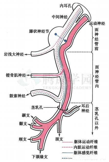 面神经麻痹！从解剖到运动疗法