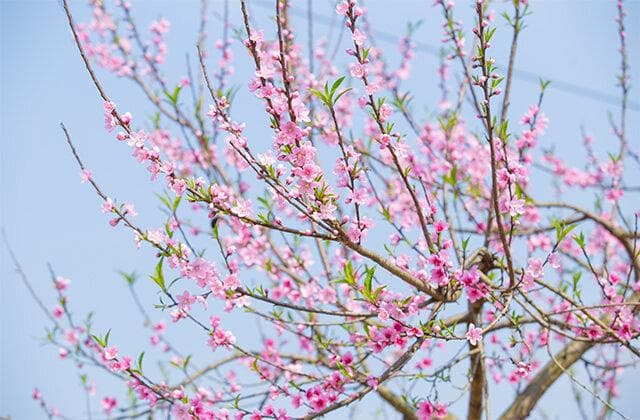 桃花是什么季节开 桃花与梅花的区别