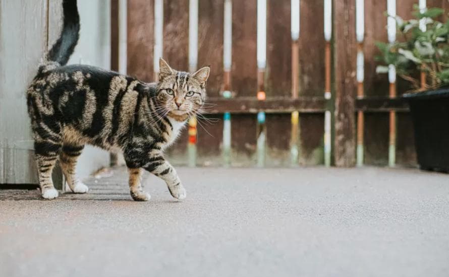 虎斑猫：品种概况、特性和护理