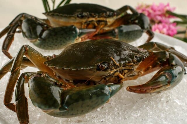 海洋甲壳动物：种类、特征与经济价值