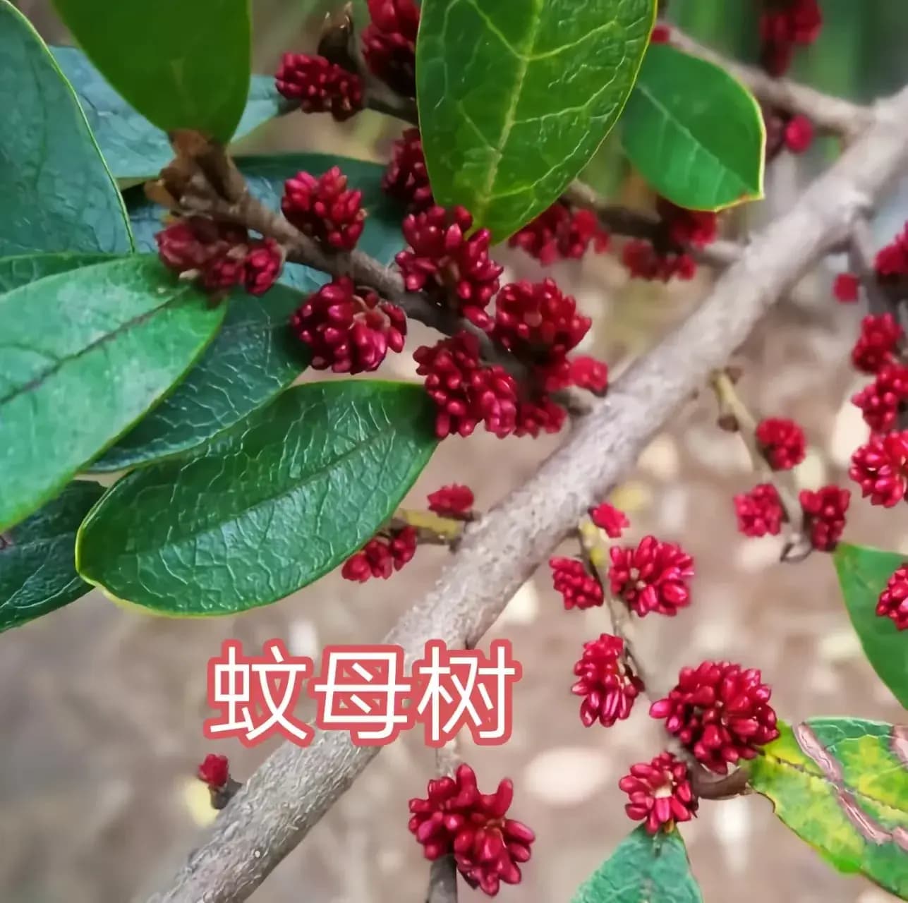 金缕梅科的11种代表植物