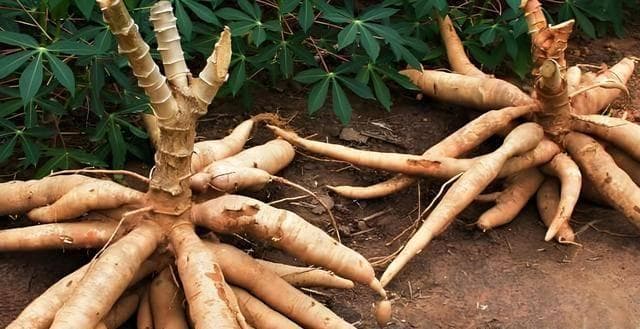木薯的正确食用方法