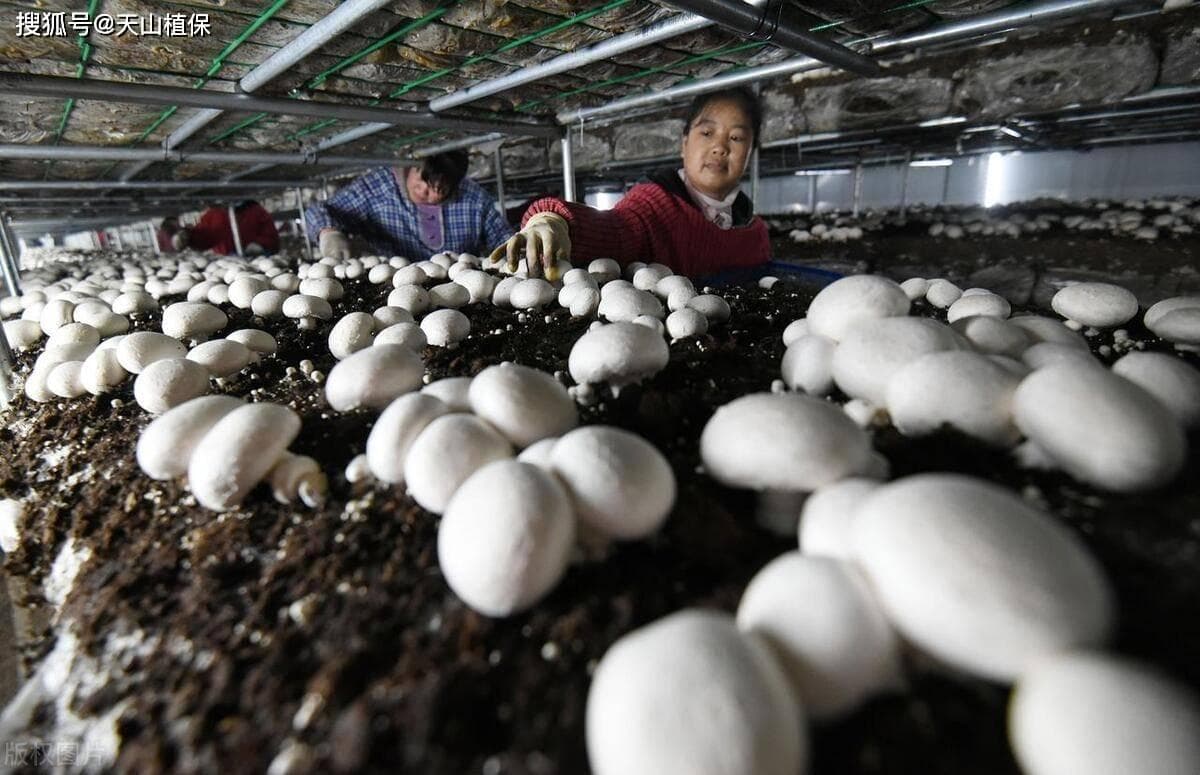 十大名贵食用菌：从冬虫夏草到干巴菌
