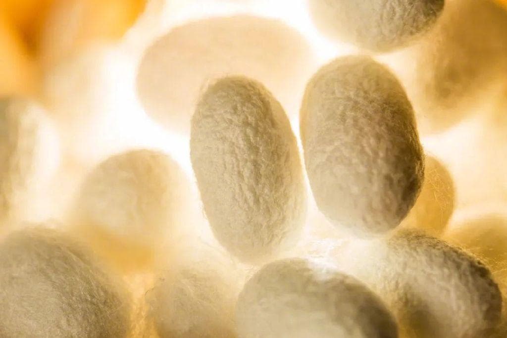 “硬核”蚕丝！从蚕宝宝食用碳纳米管开始……